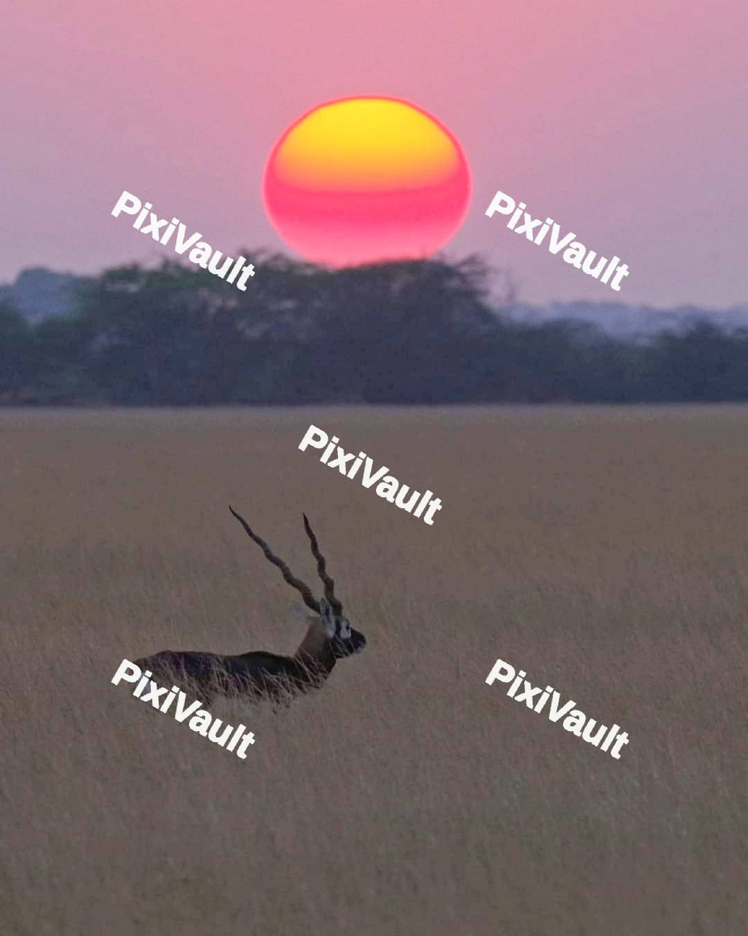 Blackbuck